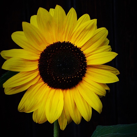 junior sunflowers are categorized within dwarf types of sunflowers