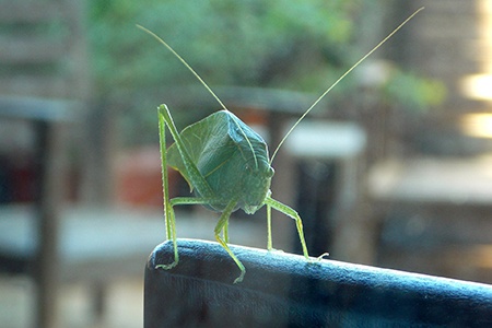 katydid crickets