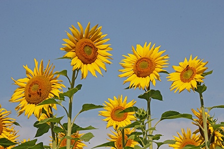 kong hybrid is one of the giant sunflower species