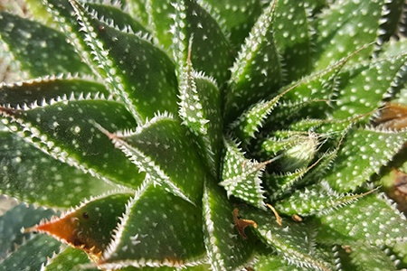 types of aloe vera plants vary all over the world and lace aloe is originated from south africa