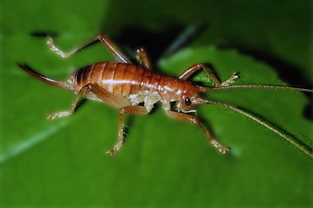 there are different kinds of crickets that have no wings and leaf-rolling crickets are a member of those kinds