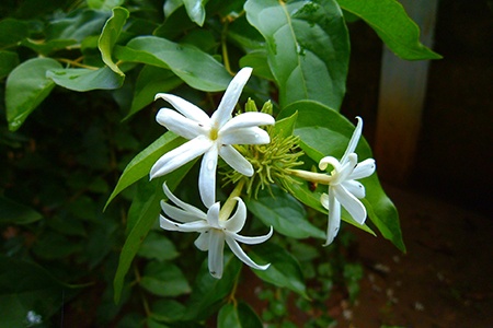 lemon-scented jasmine