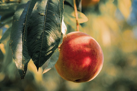 madison peach kinds of peaches are famous for their colorings