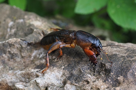 mole cricket