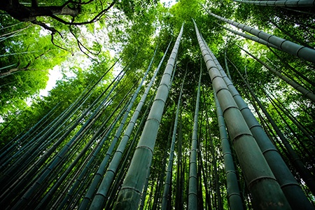 moso bamboo species can grow up to 60 feet tall