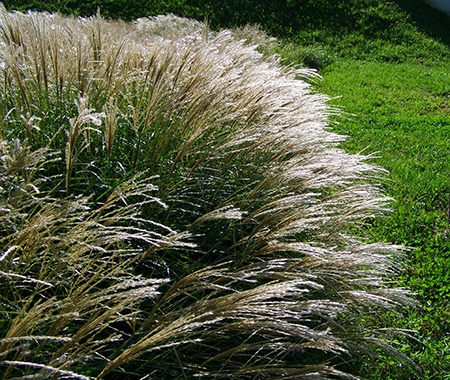 ornamental grass gardens