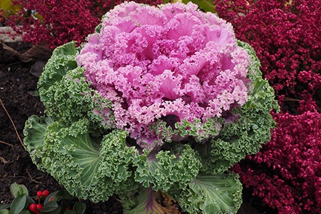 ornamental types of kale are pretty unique in terms of colors; it gives joy to look at them