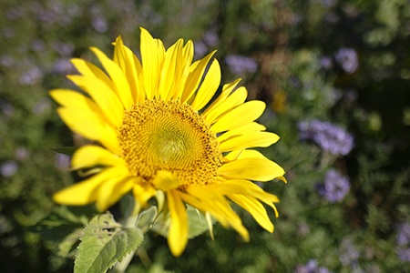 pacino sunflowers