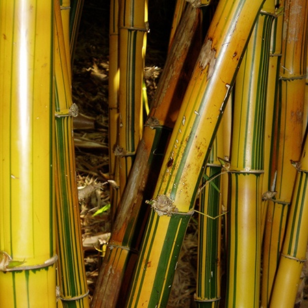 painted bamboo species has a vast root system and an inimitable look