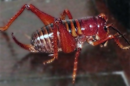 parktown prawn crickets