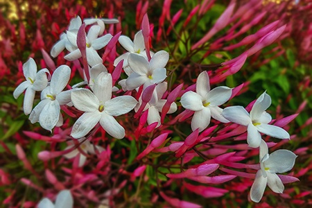 some jasmine flowers, like pink jasmine, have a variety of colors