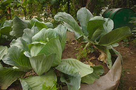 portuguese kale