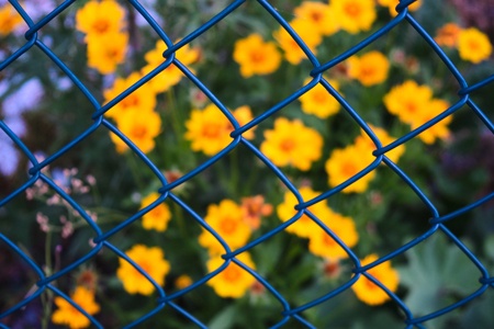 powder coated wire fencing