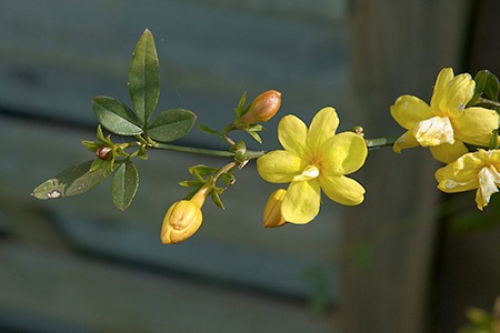 primrose jasmine
