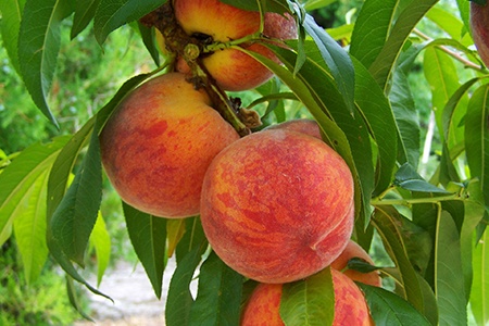 red haven peaches