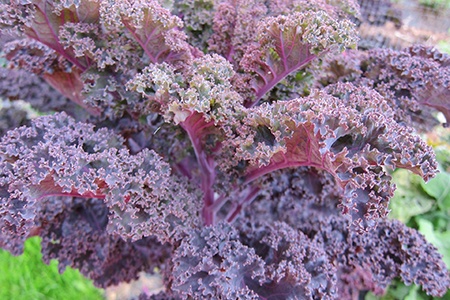 there are different types of kale with a unique look, such as red kales