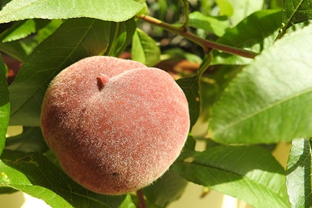 rio grande peaches