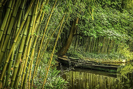 river cane bamboo