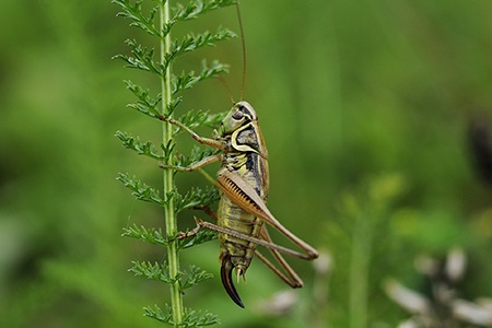 one of the most common cricket types in europe is roesel’s bush cricket