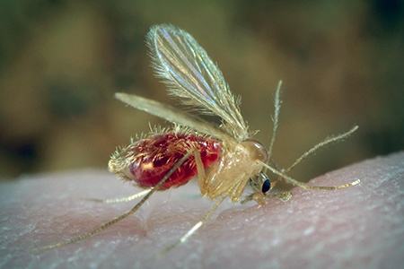 among all other gnat species, sand flies have the most unique look; that are transparent