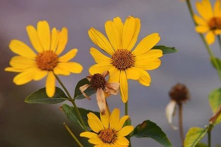 schweinitz's sunflower