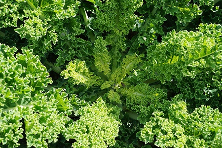 scotch kale