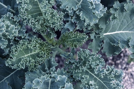 there are different kinds of kale like siberian kale that are resistant to the cold