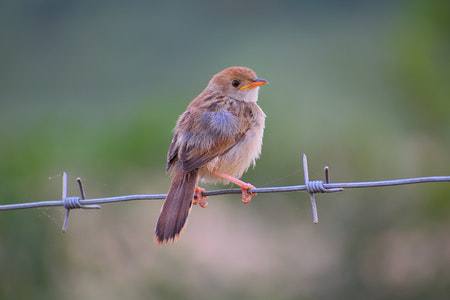 single strand barbed wire is considered as the simplest barbed wire types