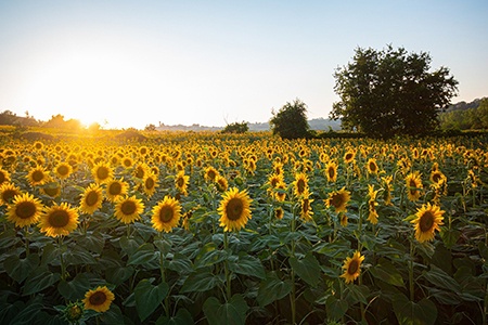 skyscrapper sunflower