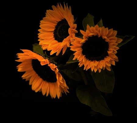 unlike common sunflowers, some sunflower varieties like soraya sunflowers have distinct petal colors