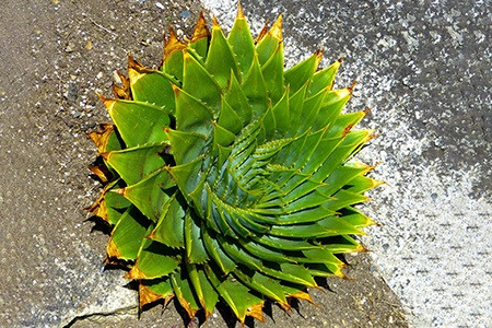 some aloe vera types, like spiral aloe, have a unique shape - its leaves grows with a spiral shape