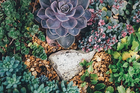 succulent gardens