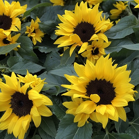 37 Types of Sunflowers to Brighten up Your Garden - Worst Room