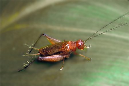 sword-tail crickets