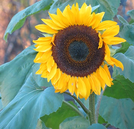 taiyo sunflowers