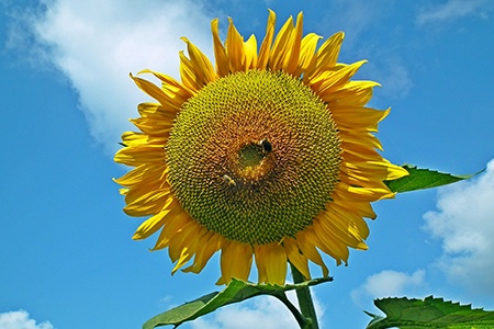 titan sunflowers