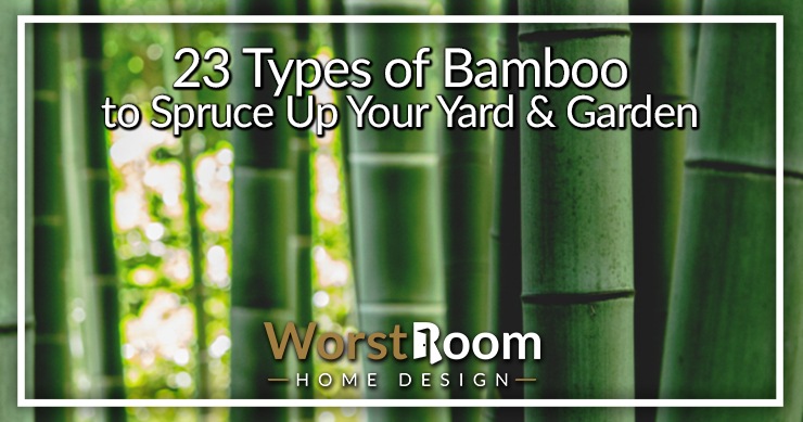 types of bamboo