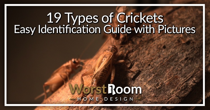 types of crickets