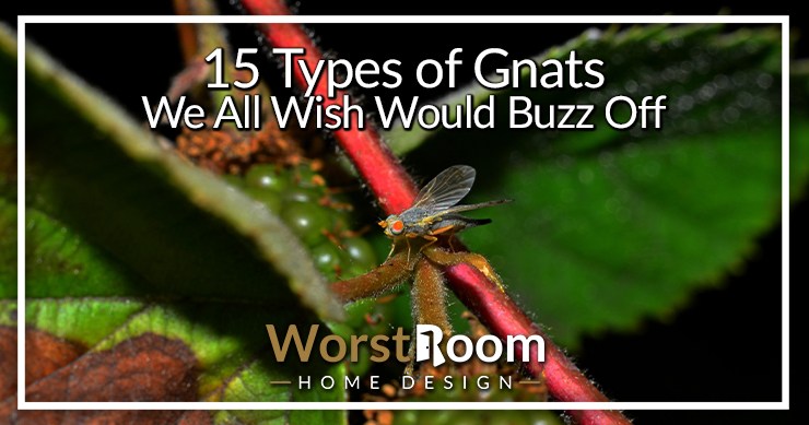 15 Types Of Gnats We All Wish Would Buzz Off Identification Guide WR   Types Of Gnats 