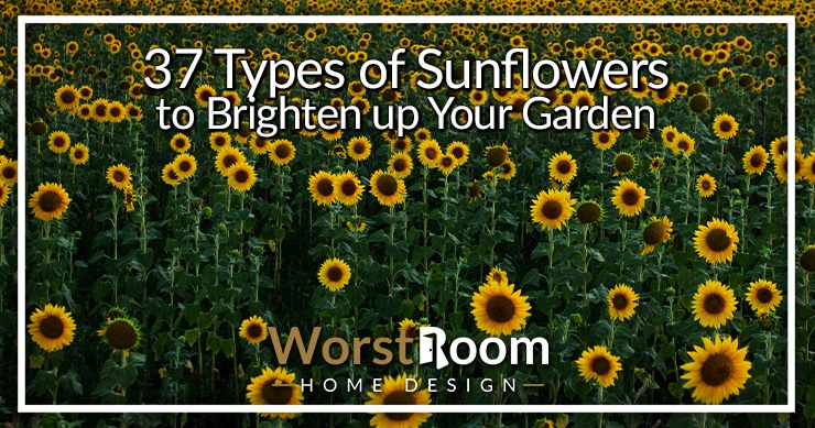 types of sunflowers