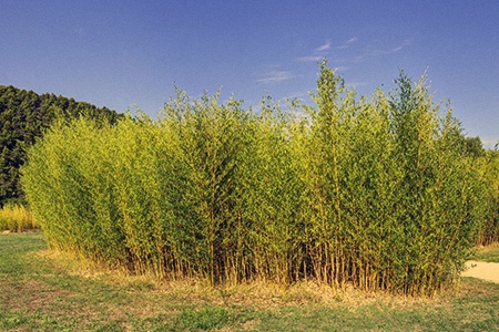 umbrella bamboo varieties can be seen  in different names in various parts of worlds