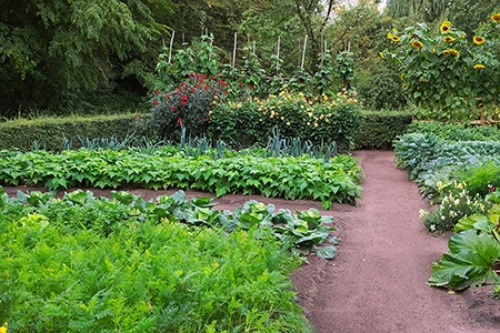 vegetable gardens