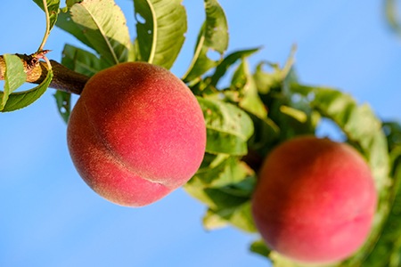 ventura peaches