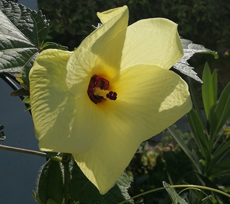 abelmosk hibiscus is a common hibiscus varieties in india