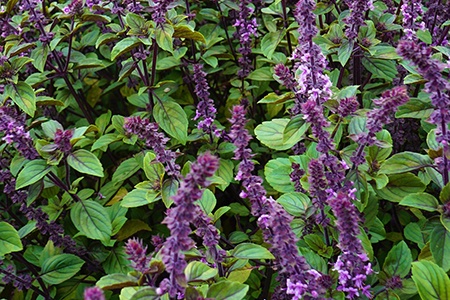 african blue basil