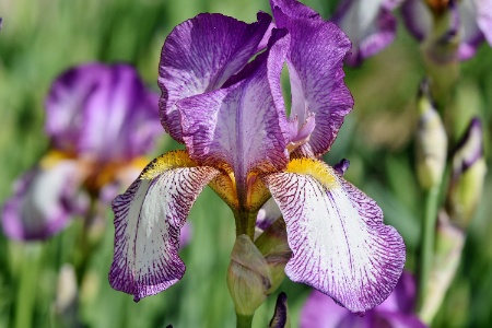 agripinella irises