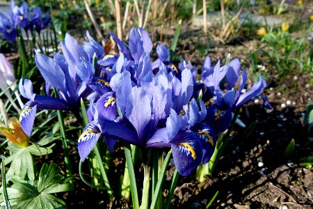 alida irises are definitely unique types of iris, they originate from dwarf irises