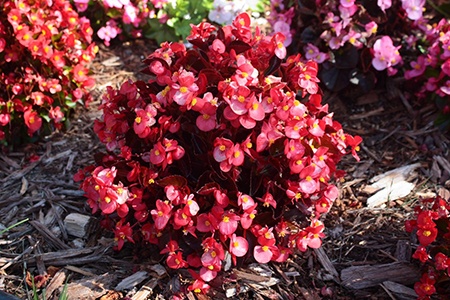 ambassador series begonia