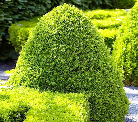 american boxwood shrub varieties can become very large compared to other types