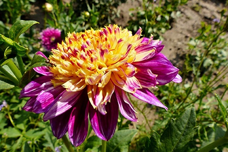 one of the most famous kinds of dahlias are anemone dahlias
